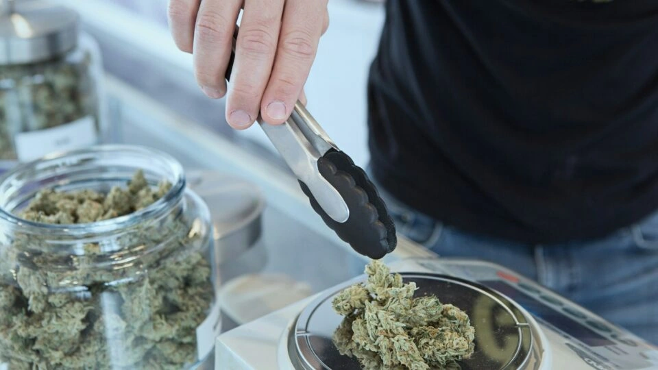 Grande revisão científica aponta falta de provas para uso medicinal da maconha