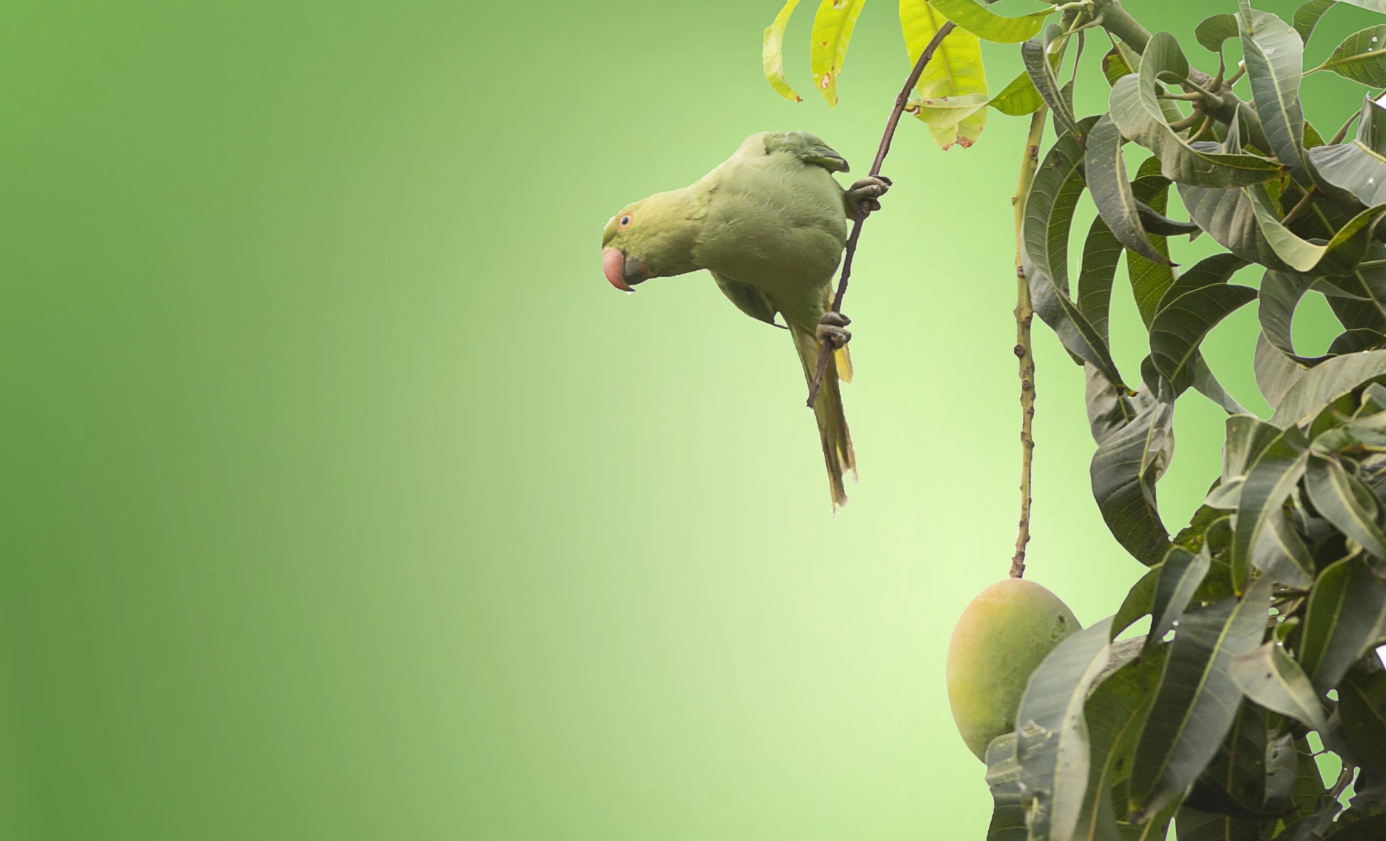 Mensagem do Papa Leão XIV para o Dia da Criação impulsiona apelo pela construção da paz e pelo cuidado com a criação