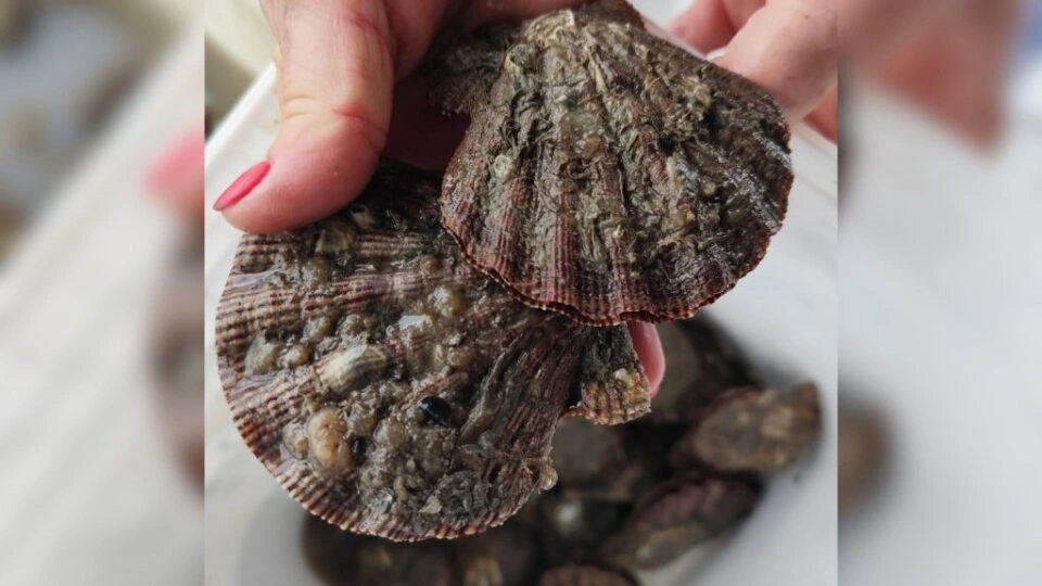 Produção de vieiras em Santa Catarina encolhe e preço do molusco dispara
